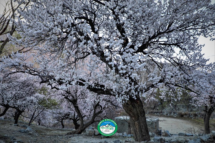 Hunza Cherry Blossom Tour